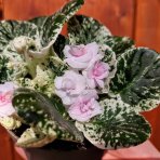 Africká fialka (Saintpaulia variegata) ´TOMMIE LOU´ - výška 5-10 cm, ⌀ 10 cm, kont. C1L